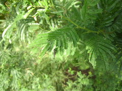 Rhinotia suturalis