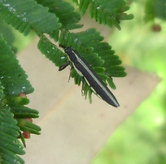 Rhinotia suturalis