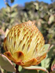 Protea glabra
