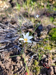 Romulea flava