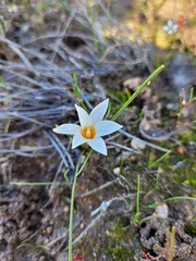 Romulea flava