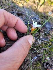 Romulea flava