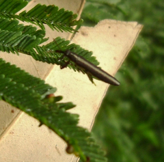 Rhinotia suturalis