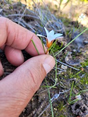 Romulea flava
