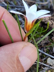 Romulea flava