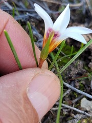 Romulea flava