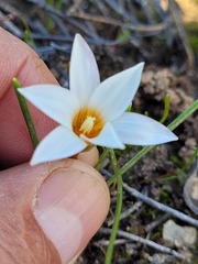 Romulea flava