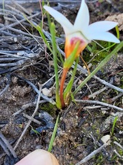 Romulea flava
