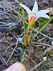 Romulea flava