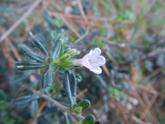 Lithodora hispidula versicolor