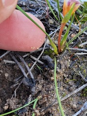 Romulea flava