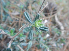 Lithodora hispidula versicolor