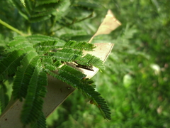 Rhinotia suturalis