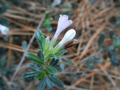 Lithodora hispidula versicolor
