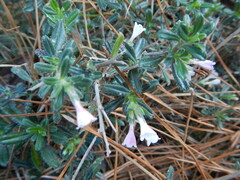 Lithodora hispidula versicolor