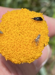 Austrotephritis poenia