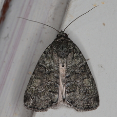 Blenina squamifera