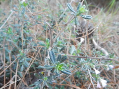 Lithodora hispidula versicolor