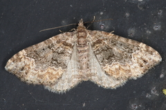 Chloroclystis muscosa