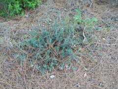 Lithodora hispidula versicolor