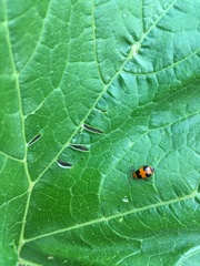 Aulacophora hilaris
