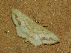 Scopula natalica