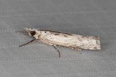 Crambus sparsellus