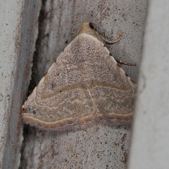 Eublemma gayneri
