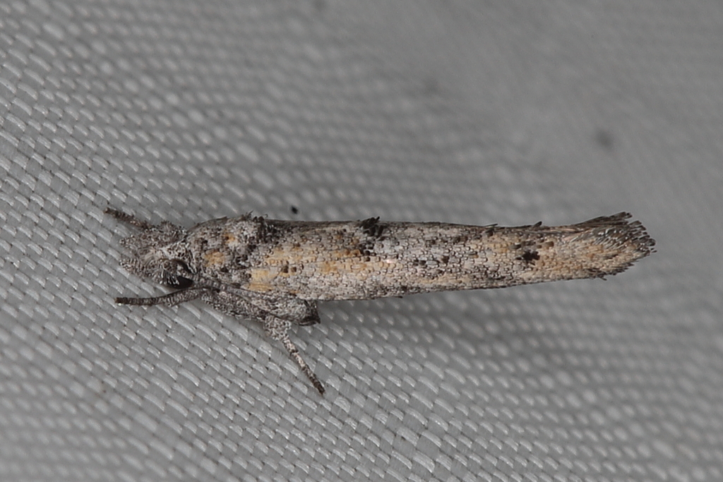 Xyrosaris secreta