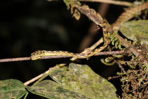 Photo of a Thackeray's cat snake (Boiga thackerayi)
