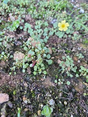 Crassula dentata