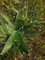 Ammocharis longifolia