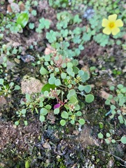 Crassula dentata