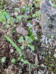 Crassula dentata