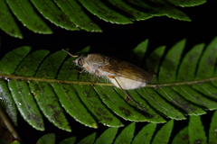 Entomophthorales