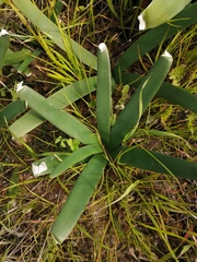 Ammocharis longifolia