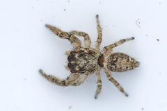 Macaroeris nidicolens