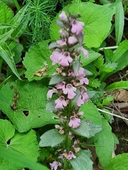 Ajuga genevensis