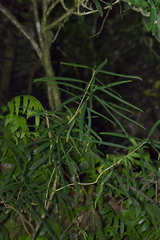 Nestegis cunninghamii