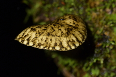 Pluteus readiarum