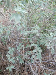 Cistus parviflorus