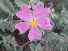 Cistus parviflorus