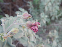 Cistus parviflorus