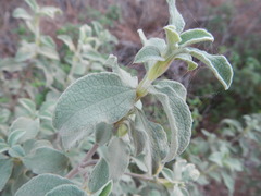 Cistus parviflorus