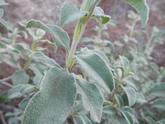 Cistus parviflorus