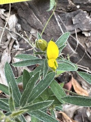 Crotalaria brevis