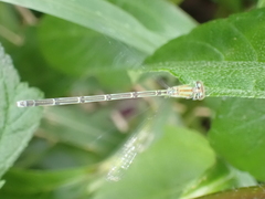 Pseudagrion