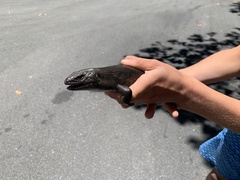 Egernia kingii
