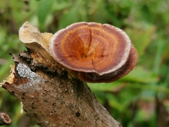 Microporus xanthopus