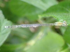 Pseudagrion
